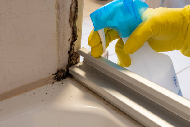 Best Mold Removal Near Me  in Terra Alta, WV