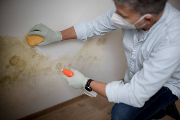 Best Local Mold Removal Service  in Terra Alta, WV