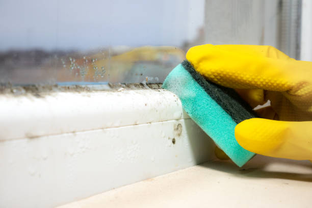 Best Mold Remediation  in Terra Alta, WV