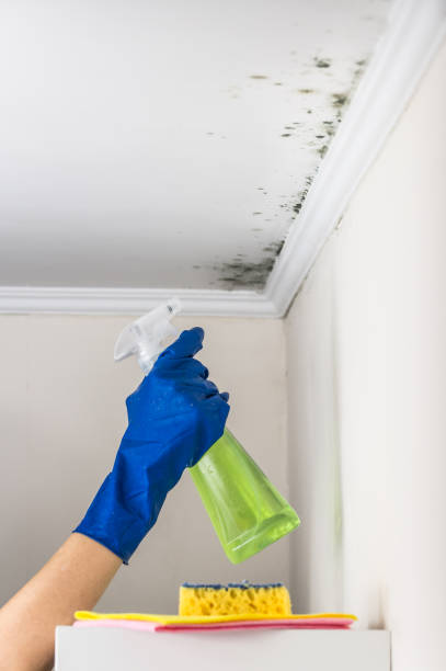 Best Best Mold Removal Companies  in Terra Alta, WV